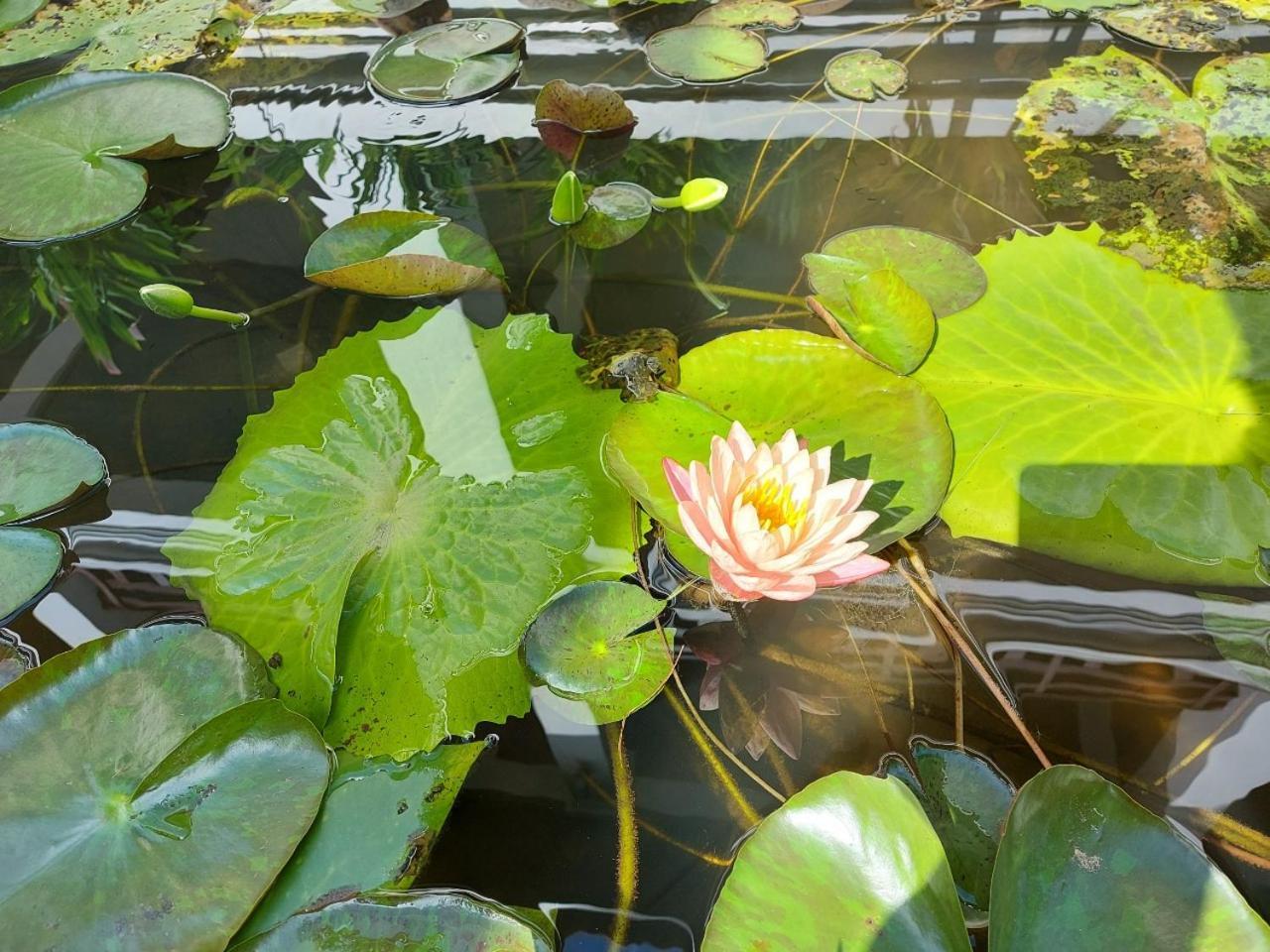 Sunrise Garden House - Luang Prabang Hotel Exterior foto